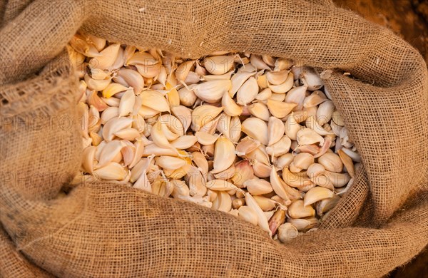 Garlic (Allium sativum) in a jute bag