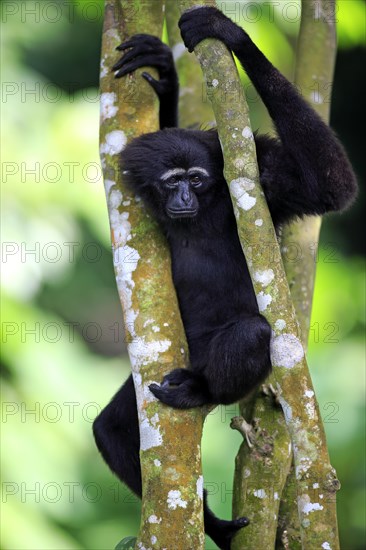 Black-handed Gibbon or Agile Gibbon (Hylobates agilis)