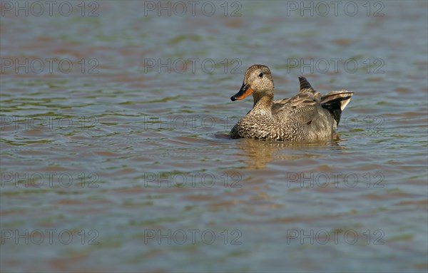 Gadwall (Anas strepera)