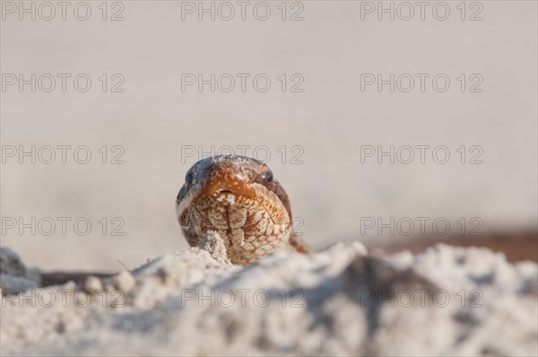 Smooth Snake (Coronella austriaca)