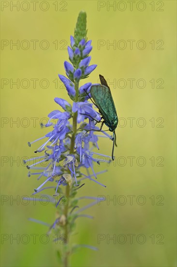 Spiked speedwell (Veronica spicata) with Green Forester (Adscita statices)