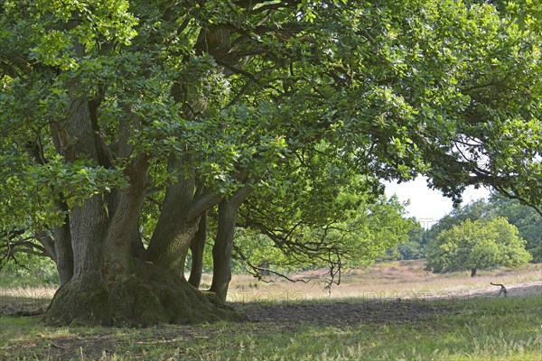 Oak (Quercus robur)