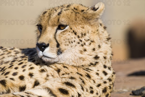 Cheetah (Acinonyx jubatus)