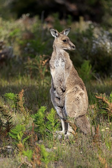 Eastern Grey Kangaroo (Macropus giganteus)
