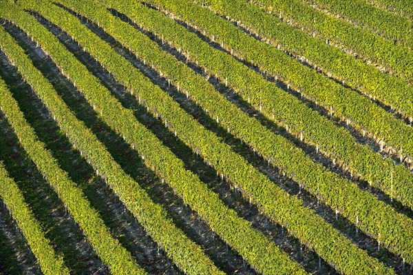 Vineyard with rows of grape vines