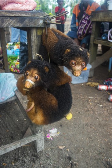 Tree-kangaroos (Marsupials) for sale on a market