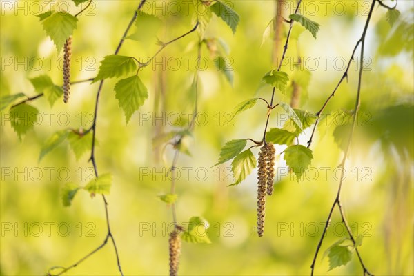 Branches of Silver birch (Betula pendula) with flower catkins