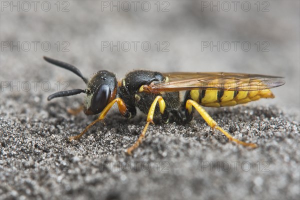 European beewolf (Philanthus triangulum)