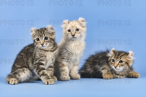 Three breedscats American Curl (Felis silvestris catus)