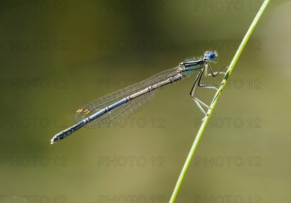 White-legged damselfly (Platycnemis pennipes) on blade