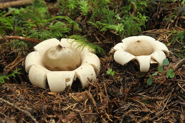 Fringed earthstar (Geastrum fimbriatum) on forest soil