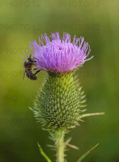 Spear Thistle (Cirsium vulgare) with honeyBee (Apis)