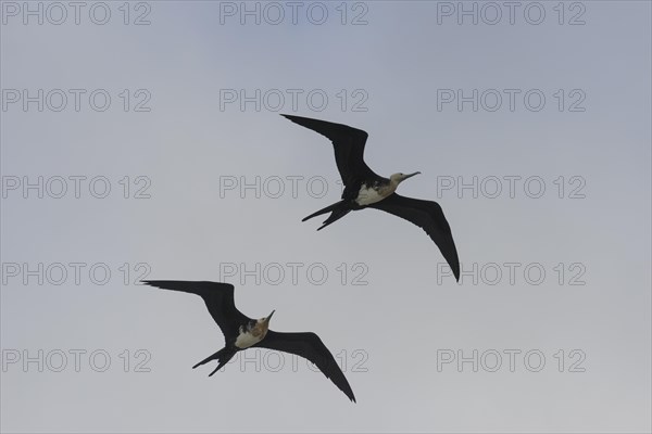 Young Great Frigatebirds (Fregata minor) in flight