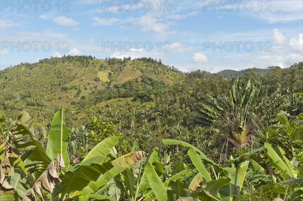 Forest of Traveller's Trees or Traveller's Palms (Ravenala madagascariensis)