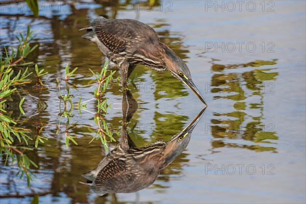 Striated Heron (Butorides striata)