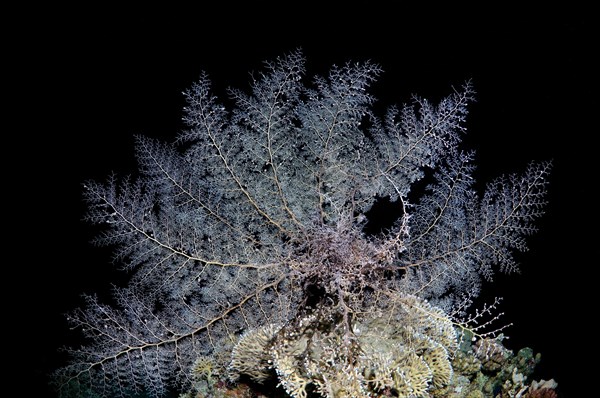 Basket Star (Gorgonocephalus caryi)