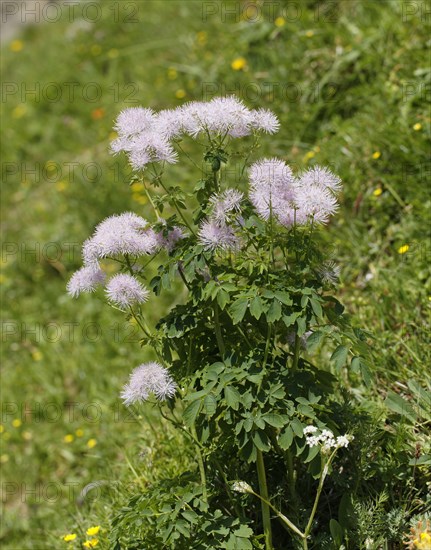 Columbine Meadow Rue (Thalictrum aquilegiifolium)