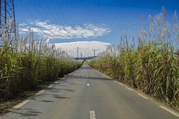 Road along sugar cane fields
