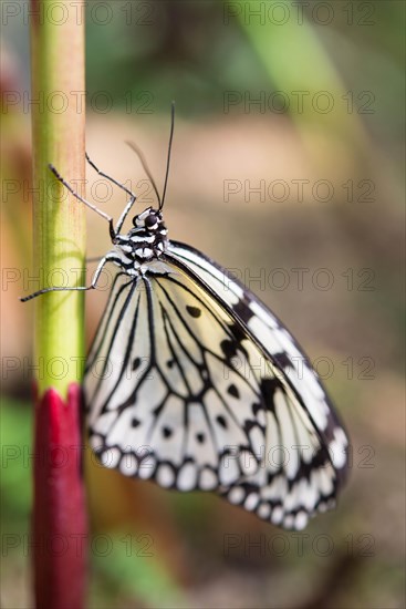 Large Tree Nymph or Paper Kite (Idea leuconoe)