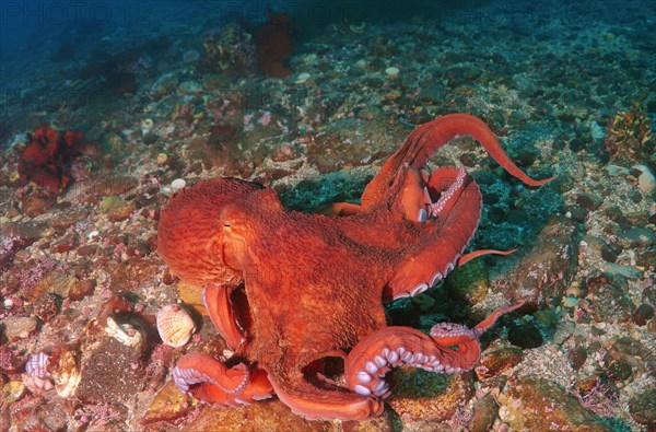 Giant Pacific Octopus or North Pacific Giant Octopus