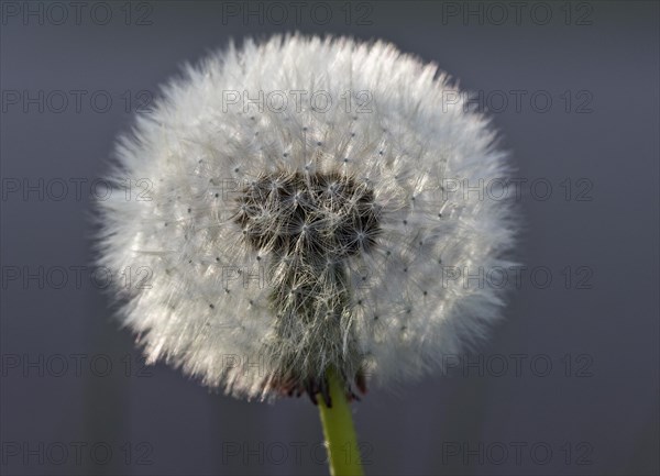 Dandelion clock (Taraxacum officinale)