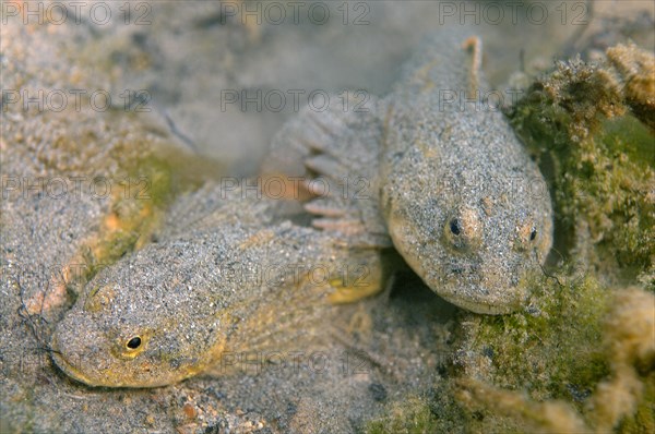 Bighead Sculpins (Batrachocottus baicalensis)