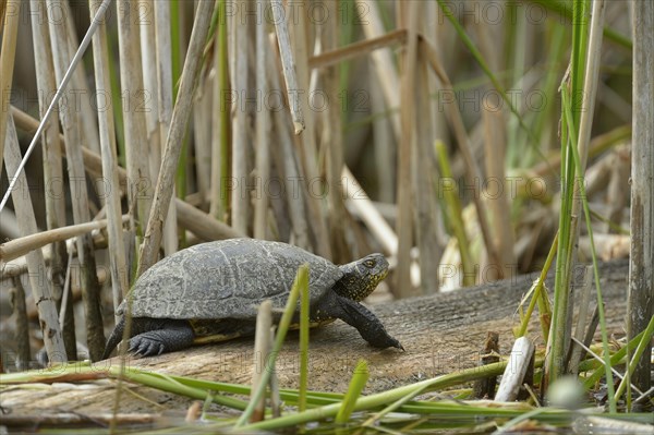 European Pond Turtle (Emys orbicularis)