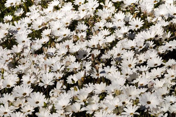 Cape Marigolds or African Daisies (Osteospermum ecklonis)