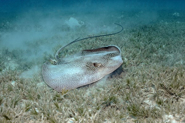 Reticulate whipray (Himantura uarnak) on seagrass meadow