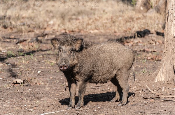 Indian Wild Boar (Sus scrofa cristatus)