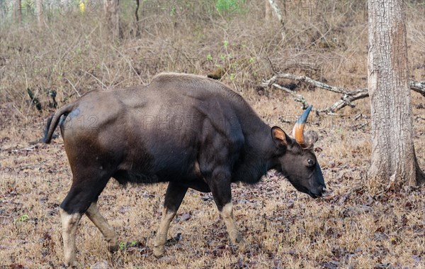 Gaur (Bos gaurus)