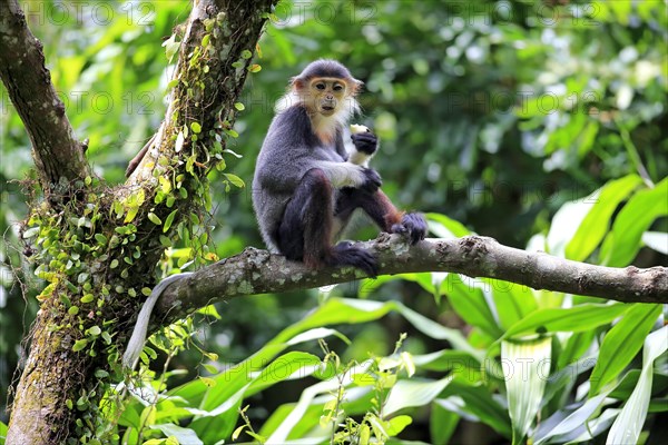 Douc Langur or Red-shanked Douc (Pygathrix nemaeus)