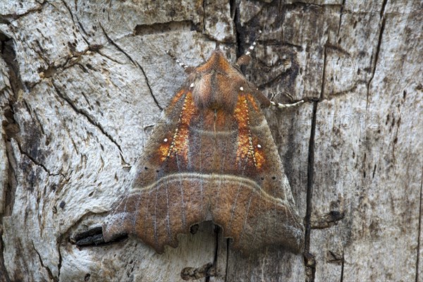 The Herald (Scoliopteryx libatrix)