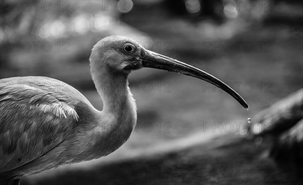 Scarlet Ibis (Eudocimus ruber)