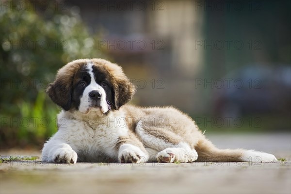 Saint Bernard puppy lying on the sidewalk