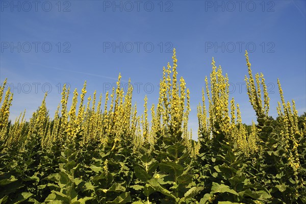 Denseflower mullein (Verbascum densiflorum)