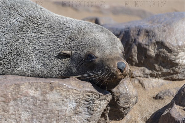 Brown Fur Seal or Cape Fur Seal (Arctocephalus pusillus) lying on a rock