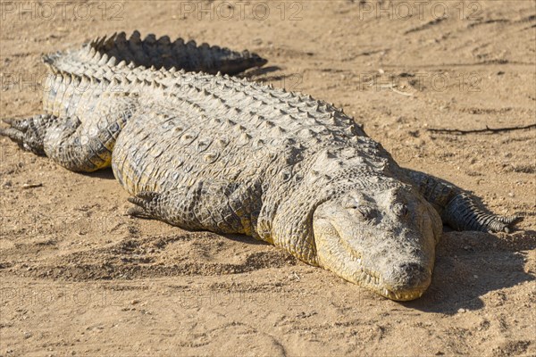 Nile Crocodile (Crocodylus niloticus)