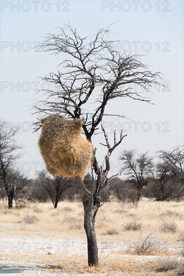 Nesting colony hanging in a tree