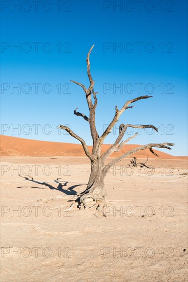 Dead tree in a dried-up salt and clay pan