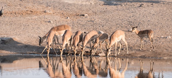 Blacked-faced Impala or Black-faced Impala (Aepyceros melampus petersi)