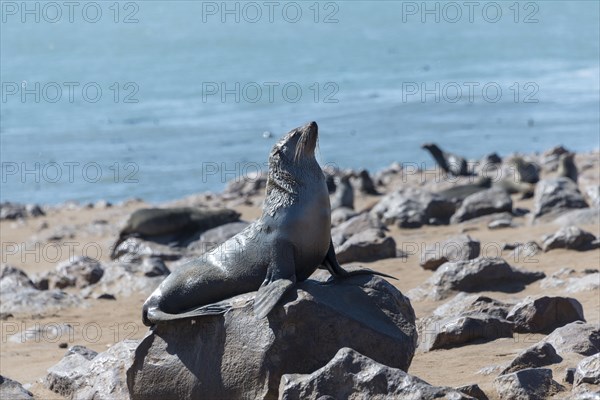 Brown Fur Seal or Cape Fur Seal (Arctocephalus pusillus)