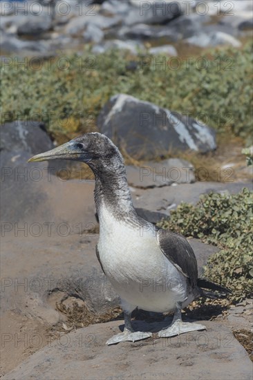 Nazca Booby (Sula granti)