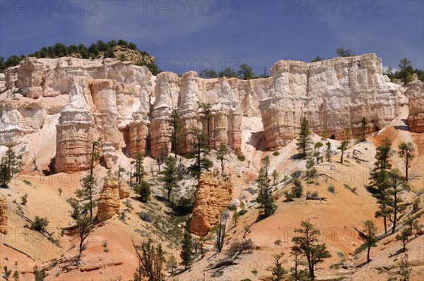Pines and rock towers of eroded sandstone