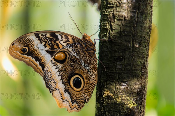 Forest Giant Owl (Caligo eurilochus)