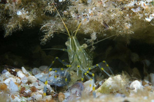 Rockpool Prawn (Palaemon elegans)