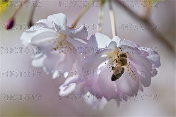 Blossoming Japanese Cherry (Prunus serrulata) with a bee