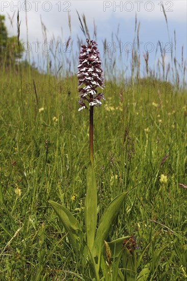 Lady Orchid (Orchis purpurea)