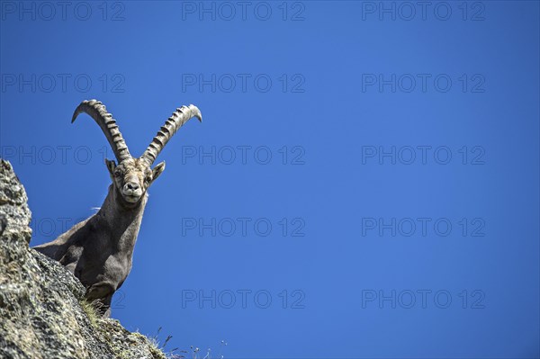 Alpine Ibex (Capra ibex)