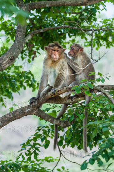 Rhesus monkeys (Macaca mulatta) grooming